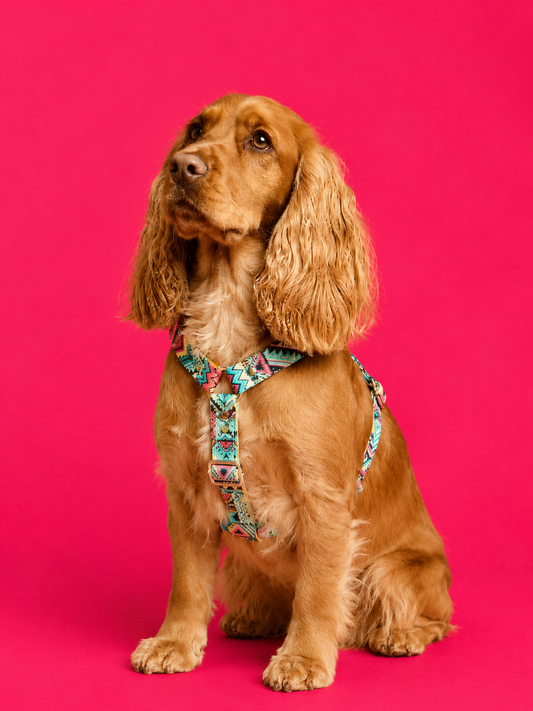 Hundegeschirr Ethnic Vibrance
