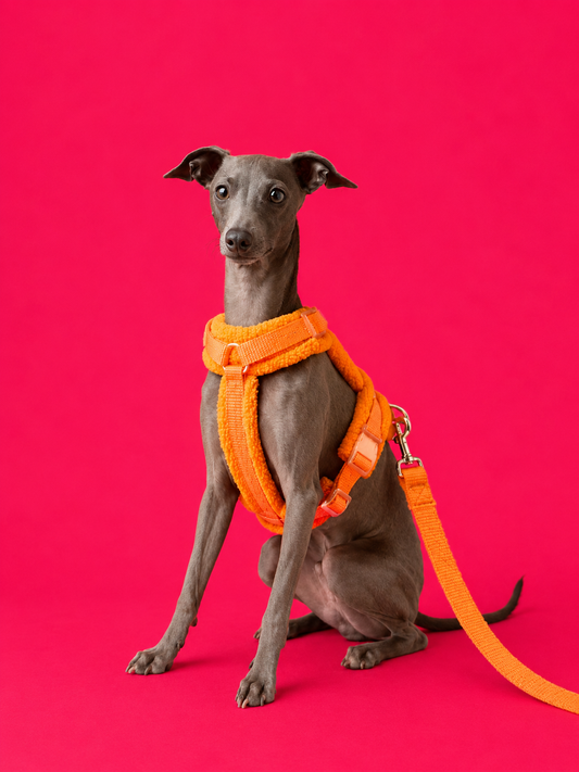 Hundegeschirr-Set Teddy Orange