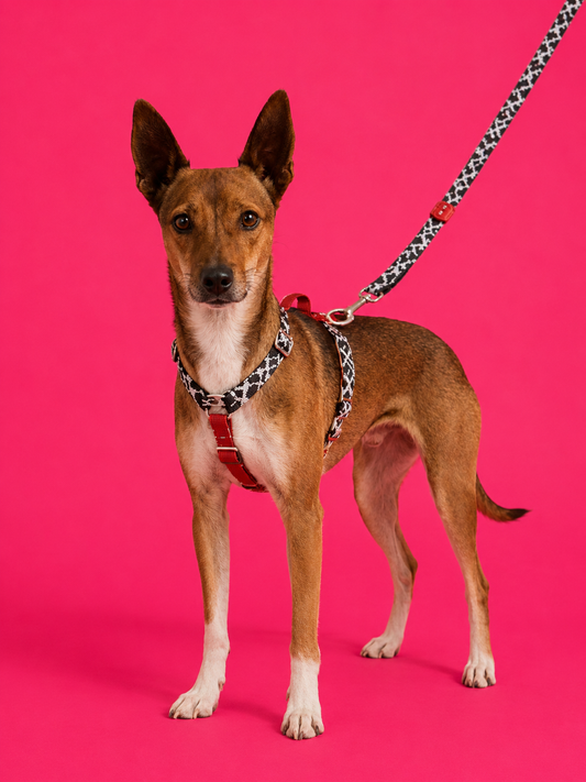 Hundegeschirr Rouge