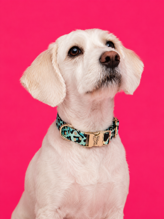 Halsband Aqua Camo