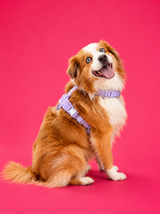 Hundegeschirr-Set Teddy Violett